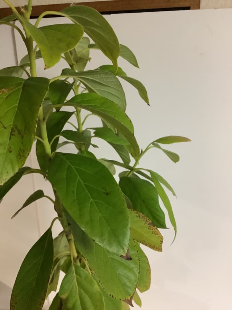 アボカド大株苗【現品】