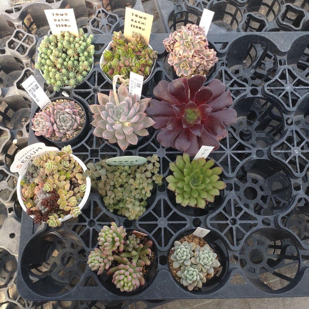 追加検討中 Maririさん専用