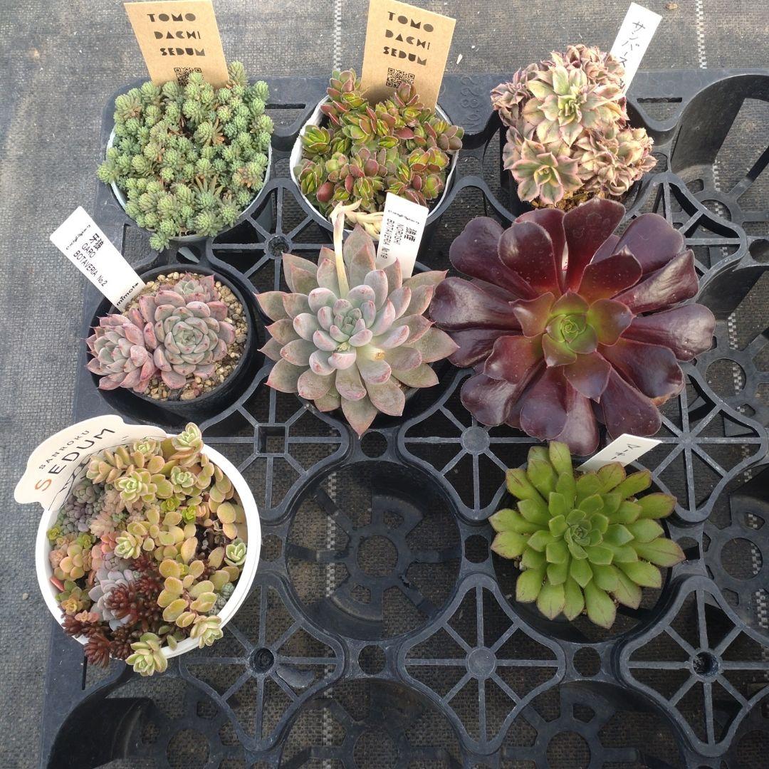 追加検討中 Maririさん専用