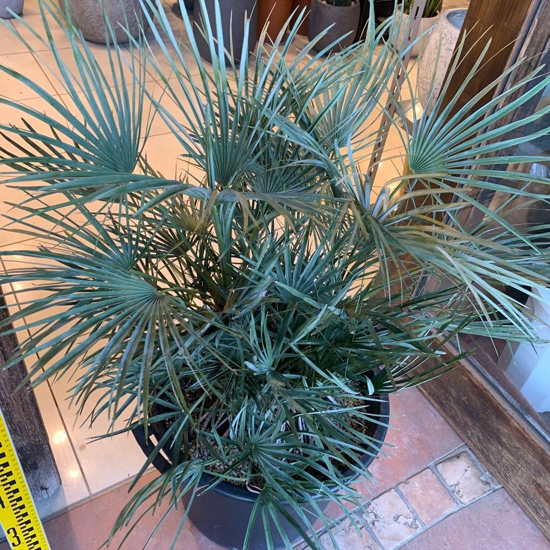 チャメロプス フミリス セリフェラ シルバーブルー