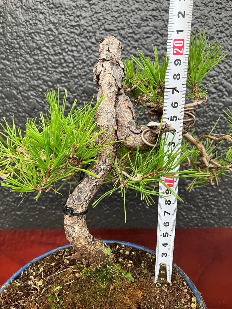 ◉赤松盆栽　変わり木　究極の逸品！　◉直ぐ飾れます　大幅値下げ2/8(日曜)迄