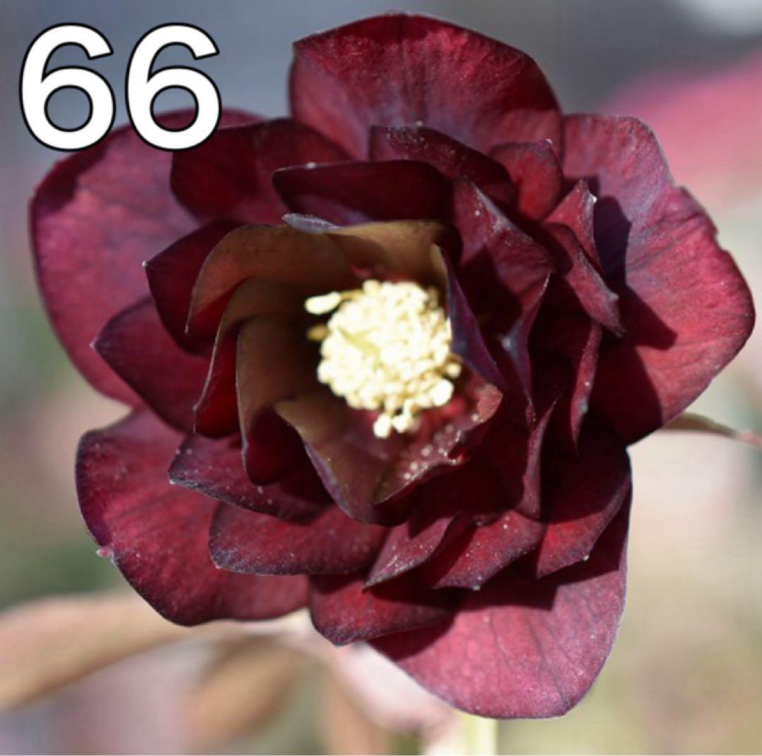 キラメキ⭐︎チョコレート★クリスマスローズ苗