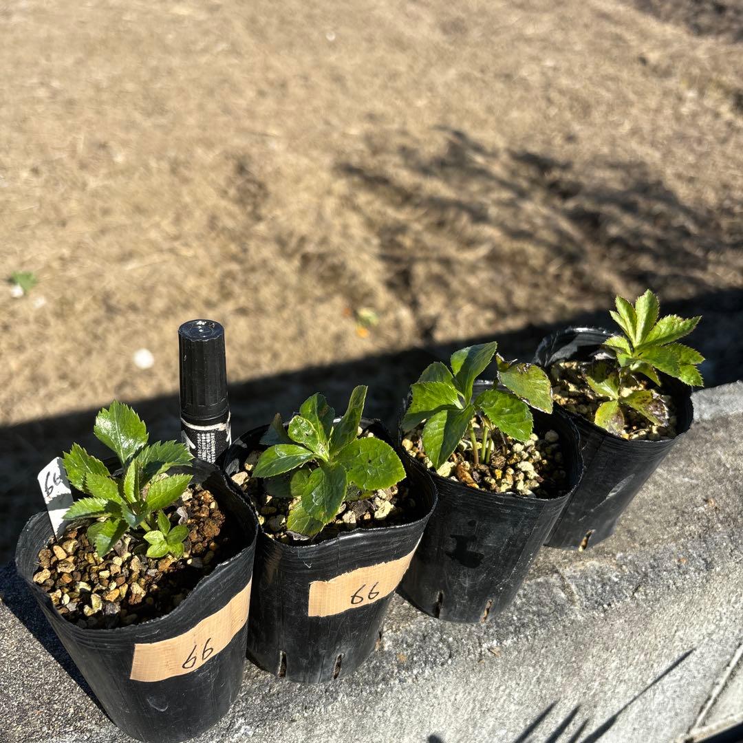 キラメキ⭐︎チョコレート★クリスマスローズ苗