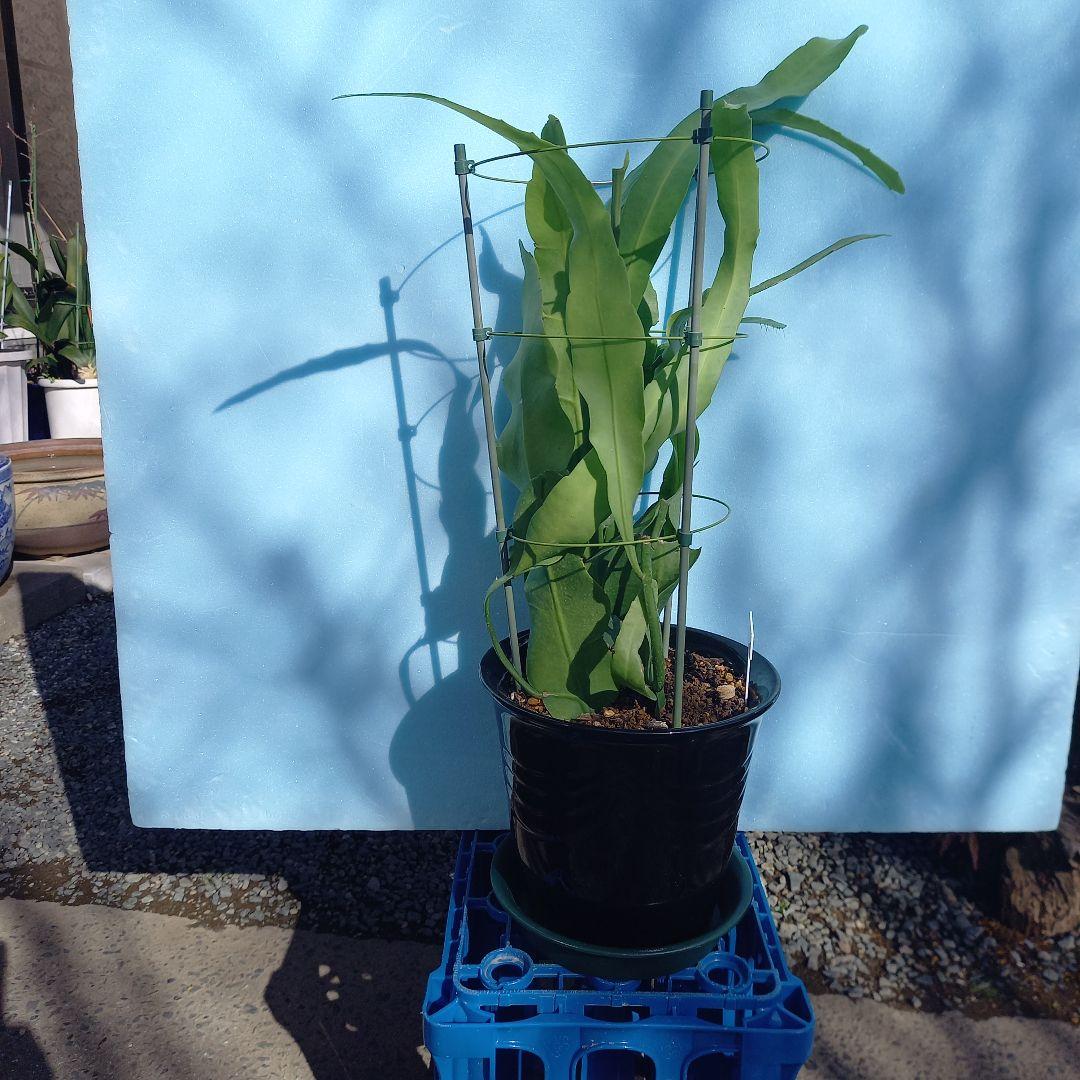 月下美人 2 支柱鉢付き