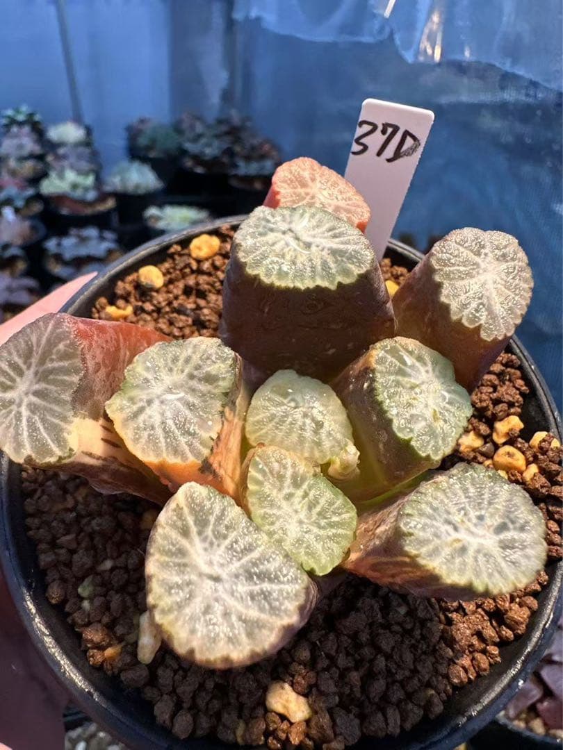 37d ハオルチア　多肉植物　金子短葉万象錦　自家繁殖