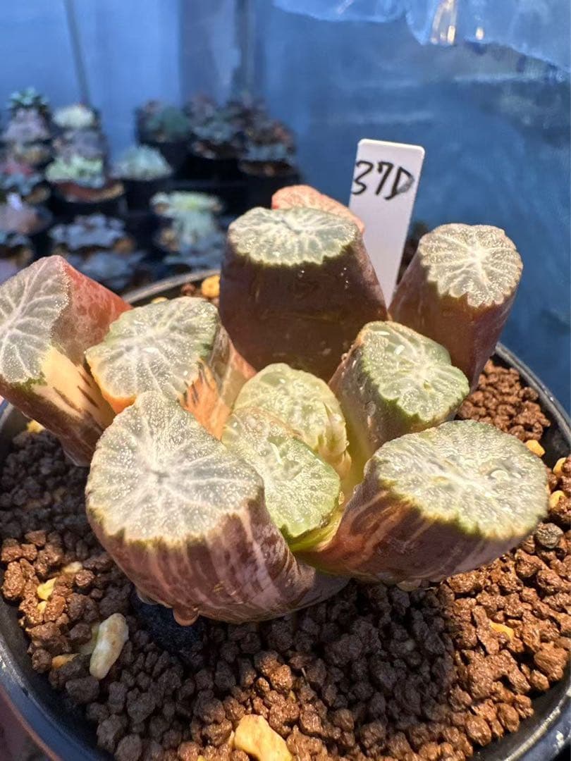 37d ハオルチア　多肉植物　金子短葉万象錦　自家繁殖