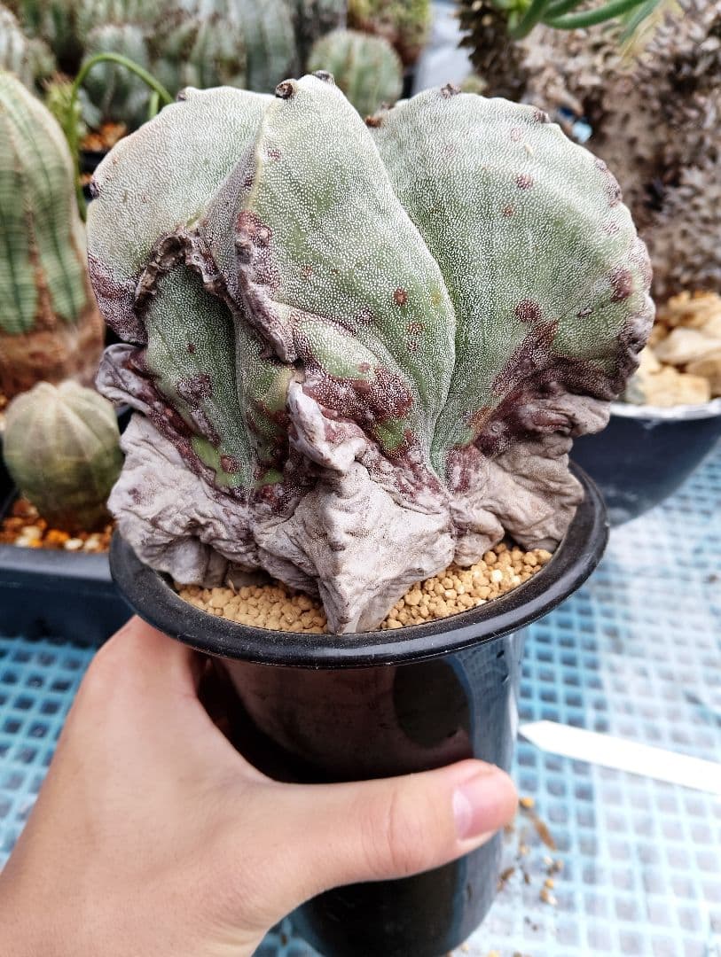 \"特選 古株\"木質化 ランポー