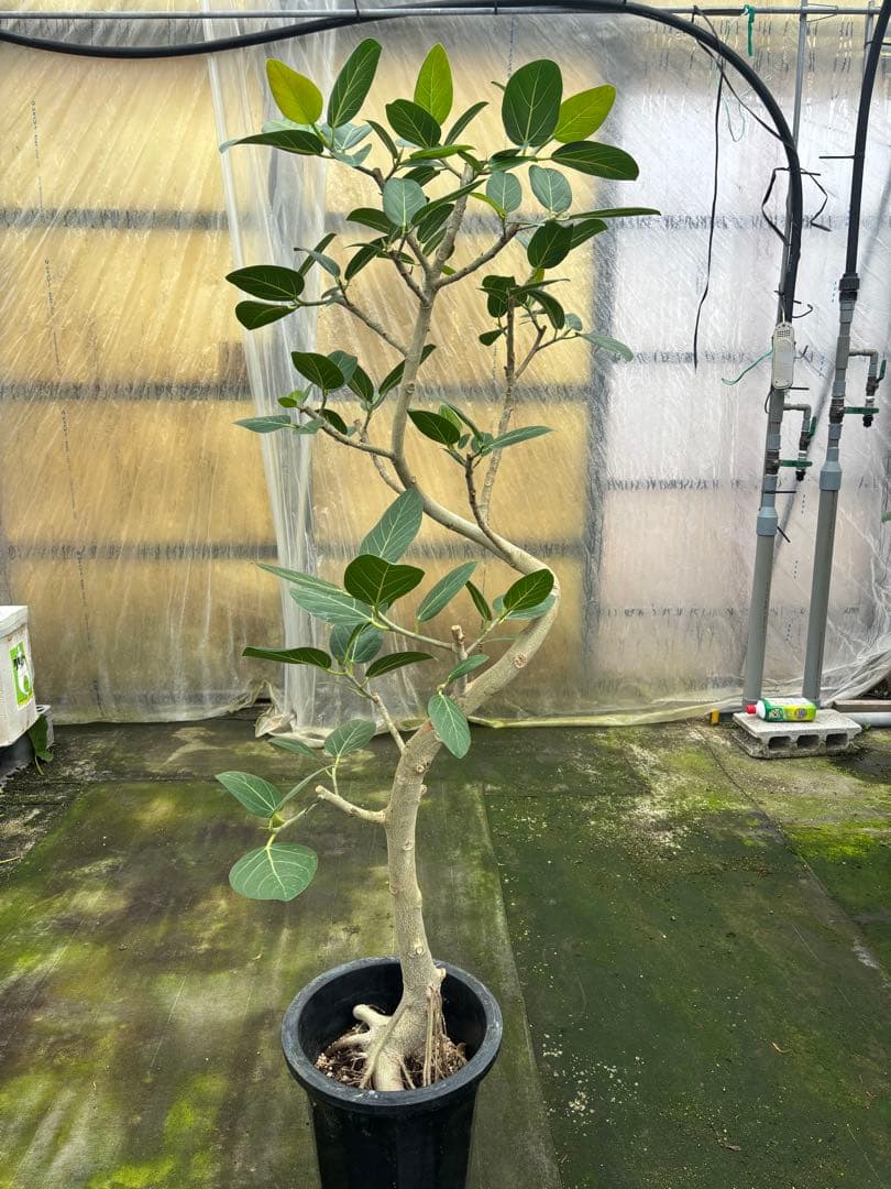 螺旋状ベンガレンシス　10号約1.7メートル　現品