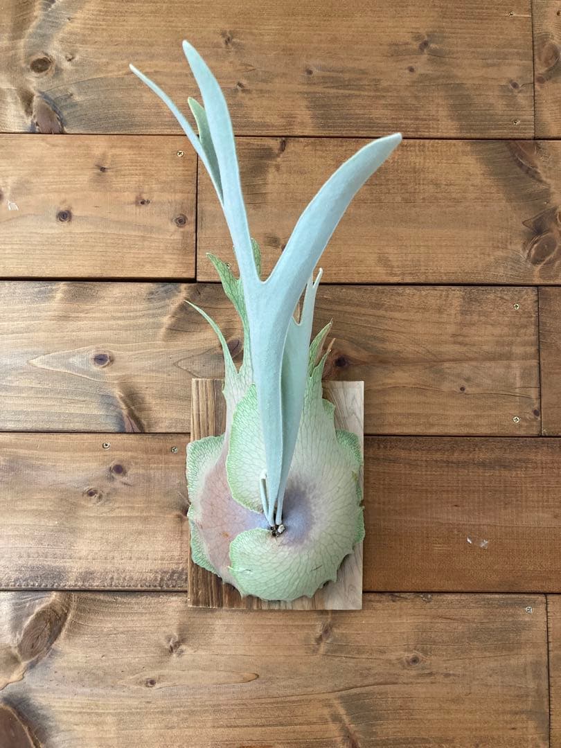 ビカクシダ ベイチーワイルド oc