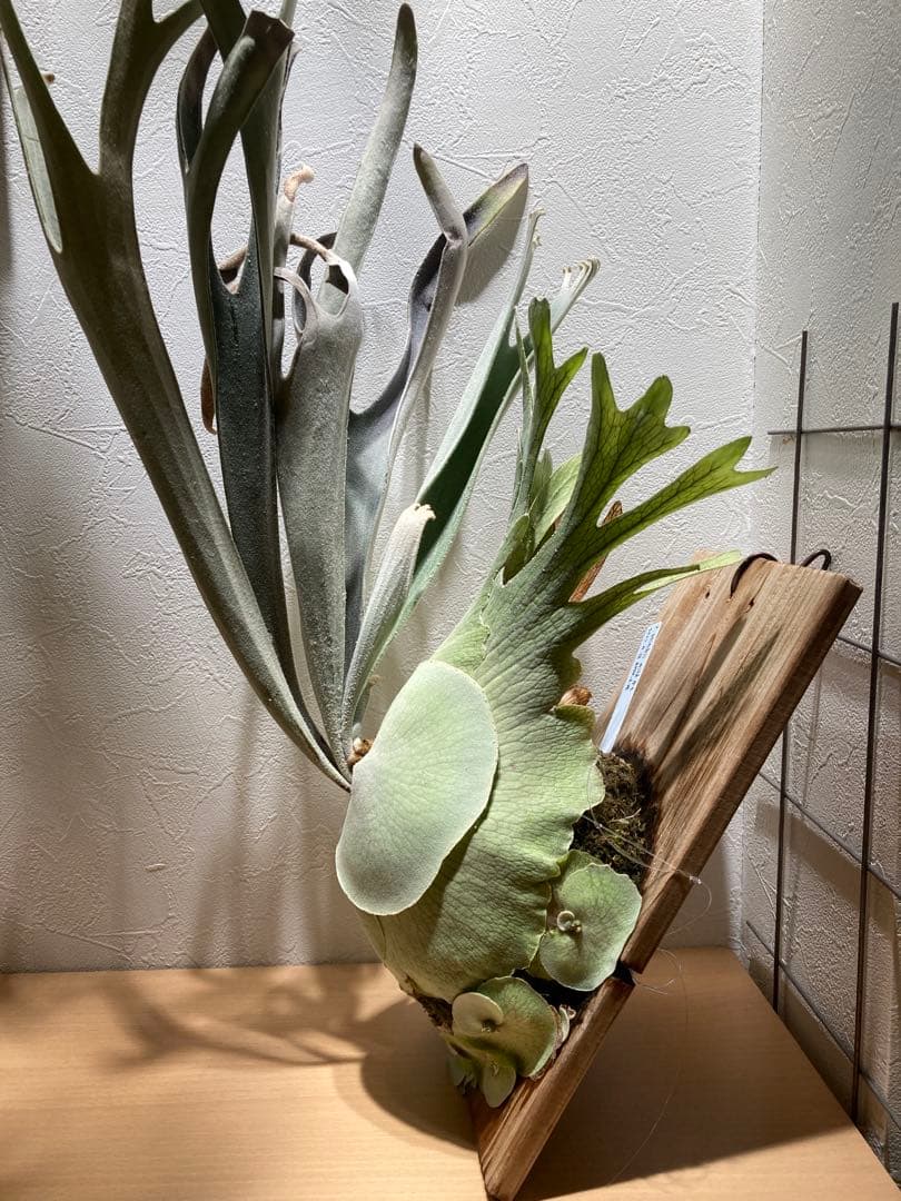 ビカクシダ ベイチーワイルド oc