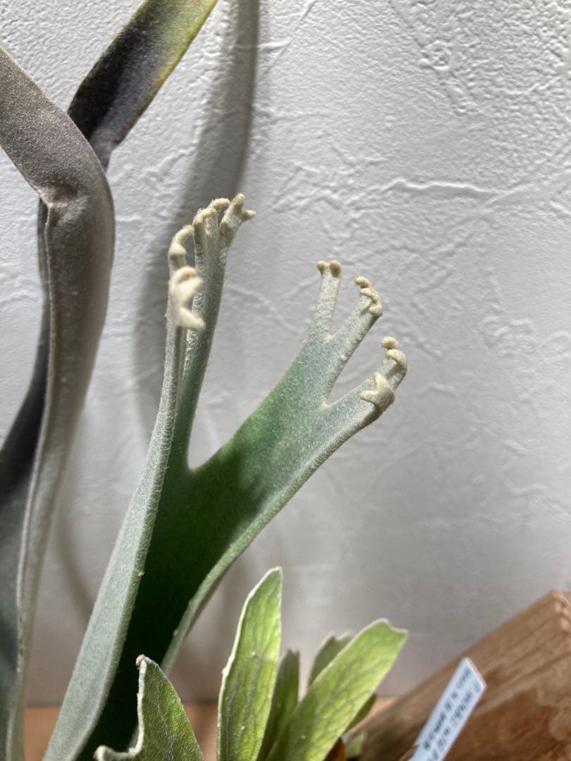 ビカクシダ ベイチーワイルド oc