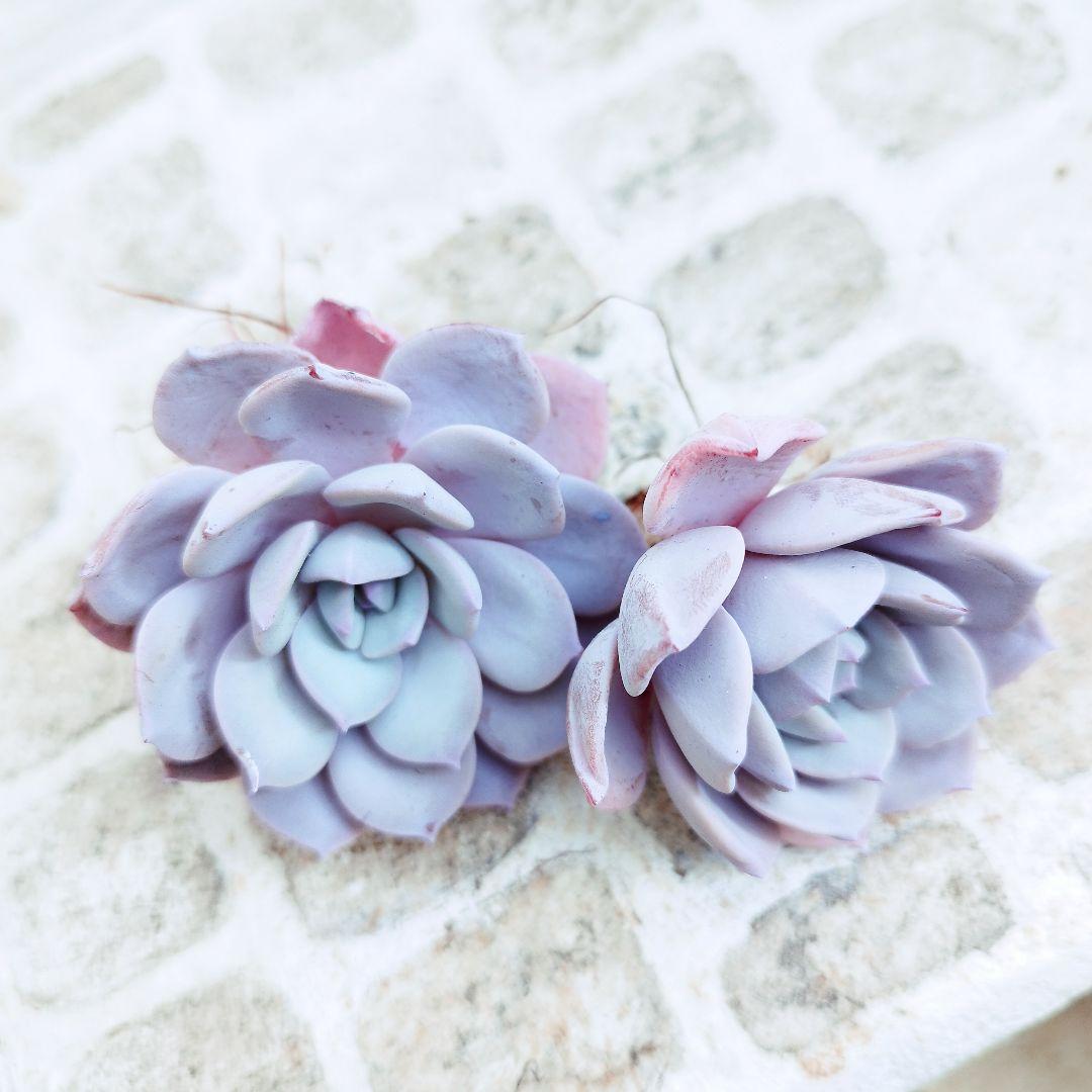 アイスパープル◎多肉植物 カット苗 韓国苗 エケベリア等