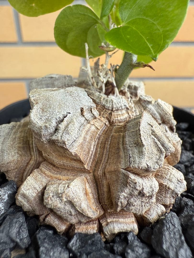 アフリカ亀甲竜　ディオスコレア　エレファンティペス⑦ 塊根植物 コーデックス