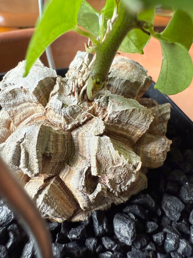 アフリカ亀甲竜　ディオスコレア　エレファンティペス⑦ 塊根植物 コーデックス