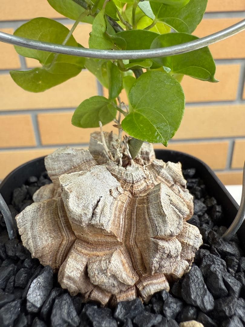 アフリカ亀甲竜　ディオスコレア　エレファンティペス⑦ 塊根植物 コーデックス