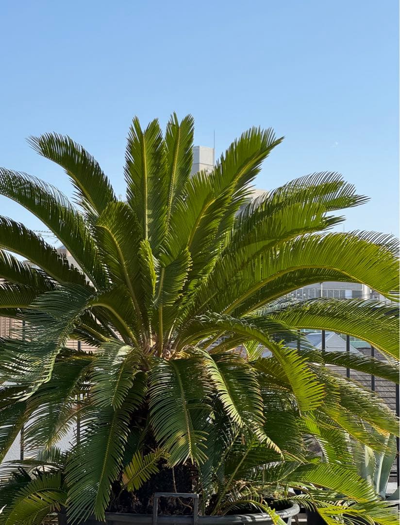 現地引渡し限定　斑入りソテツ　大株