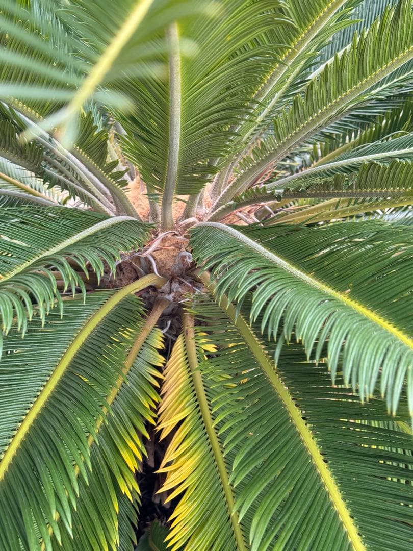 現地引渡し限定　斑入りソテツ　大株