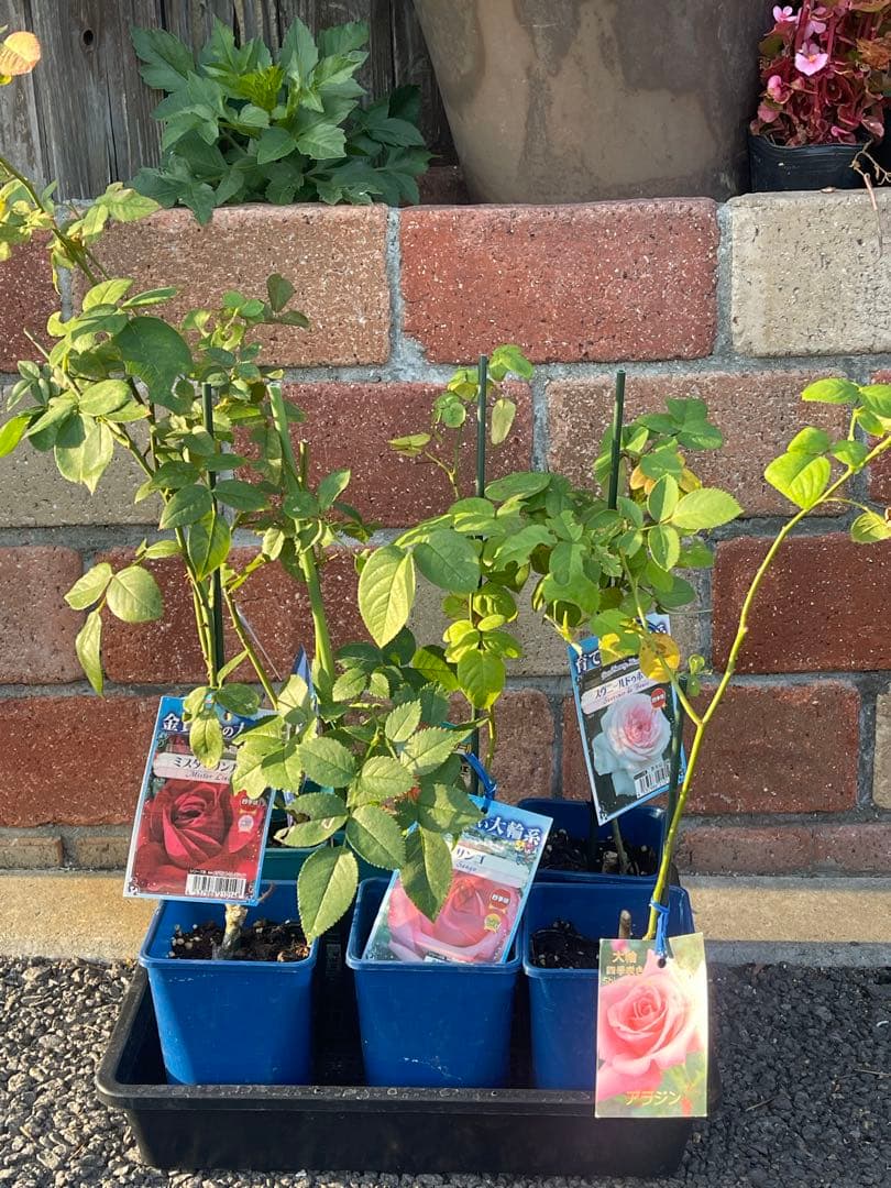 大輪バラ苗　ミックス　6鉢セット