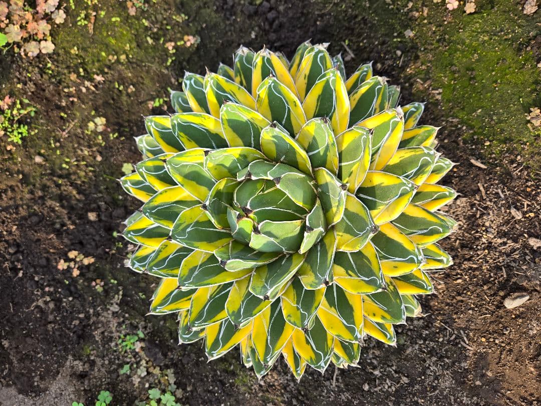 笹の雪　バリエガータ　大株
