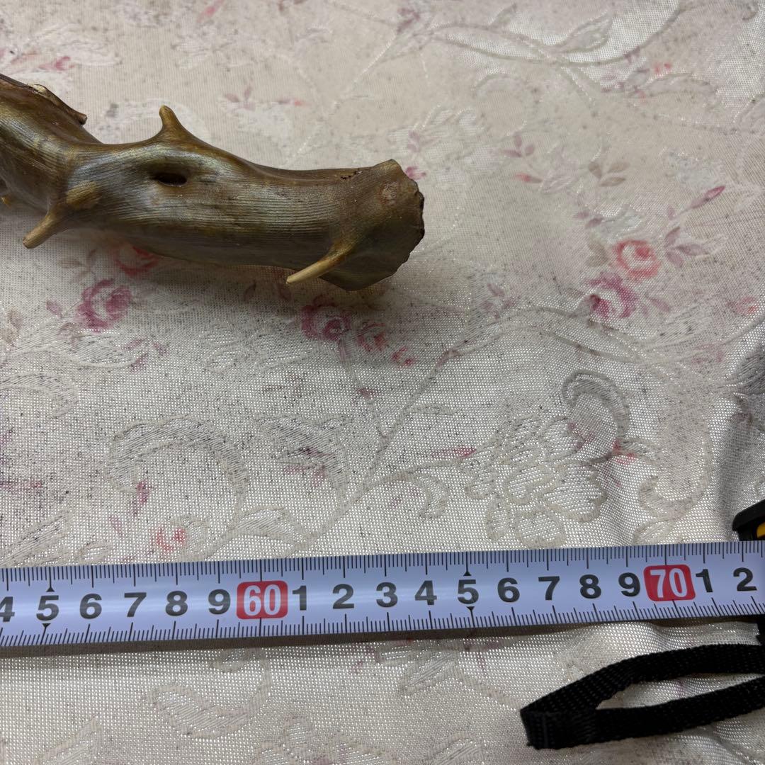 海松　深海松　レインボーコーラル　置物　素材