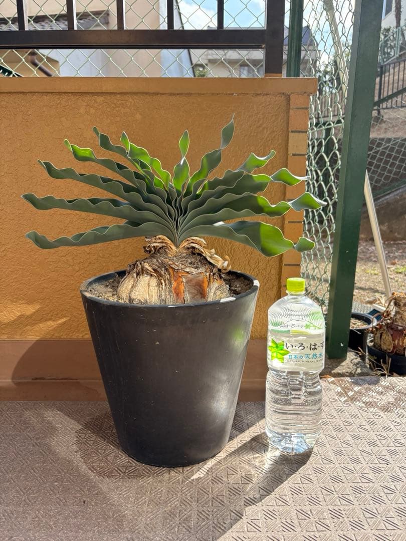 ブーファン　ハエマンソイデス　発根済み　②