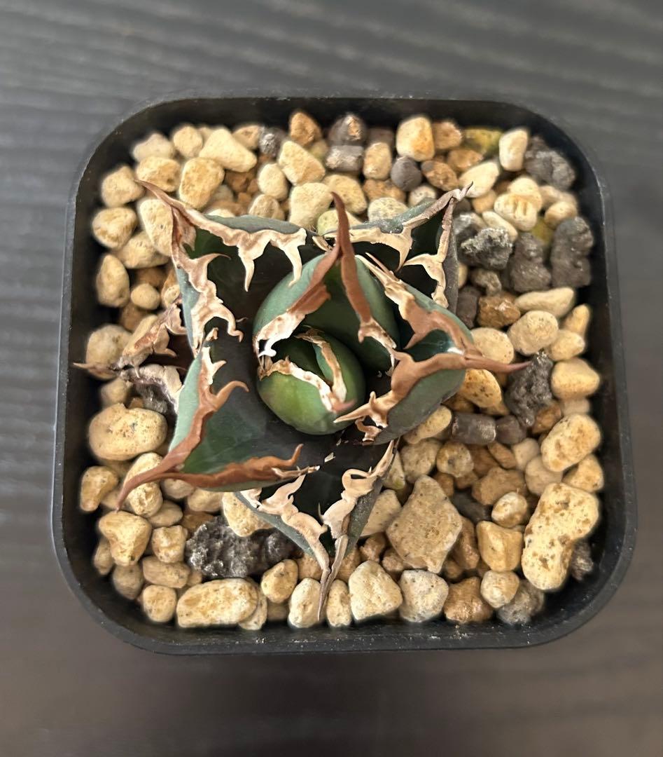 アガベ チタノタ 包心龍