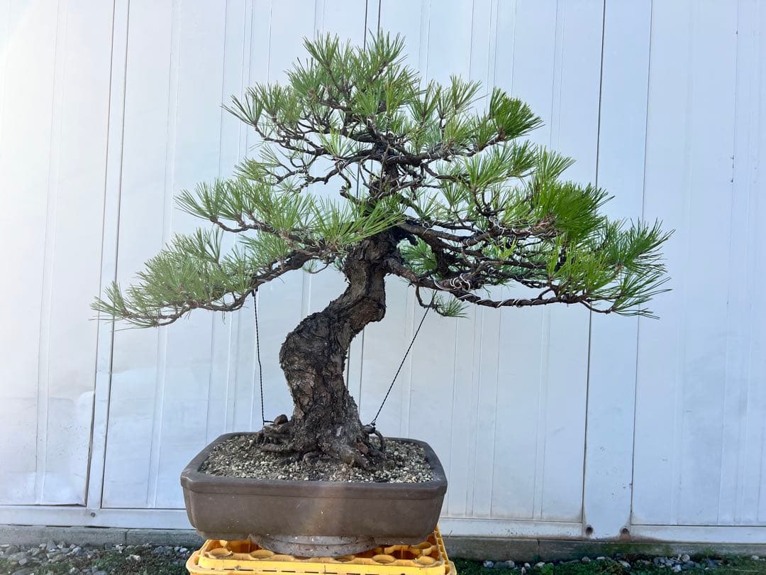 黒松　盆栽　模様木　樹齢70年程