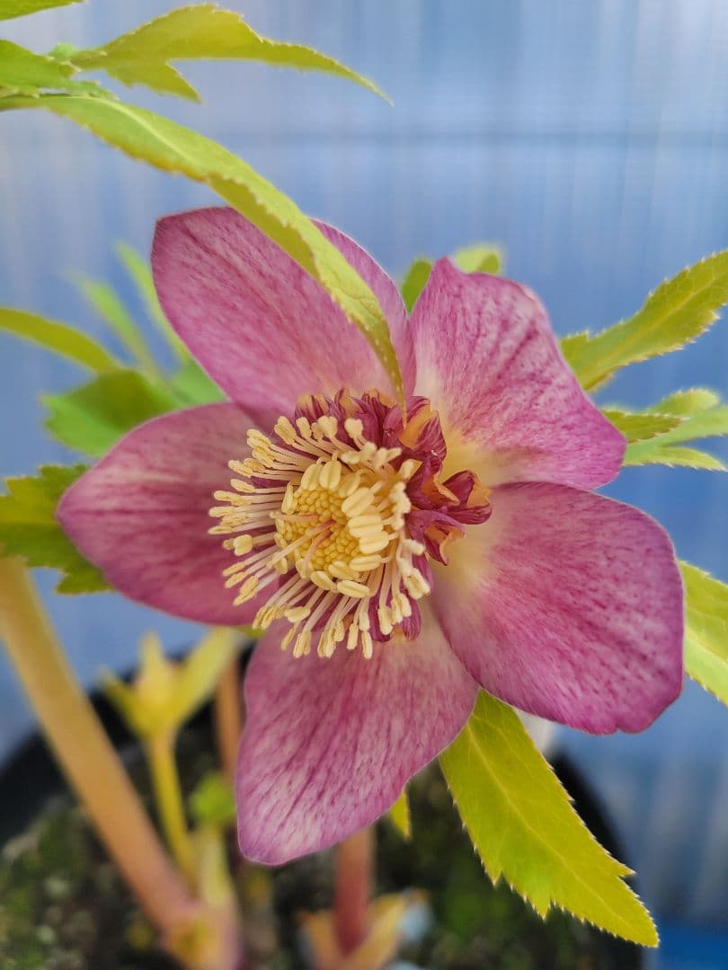 広瀬園芸　クリスマスローズ