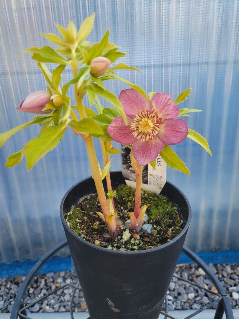 広瀬園芸　クリスマスローズ