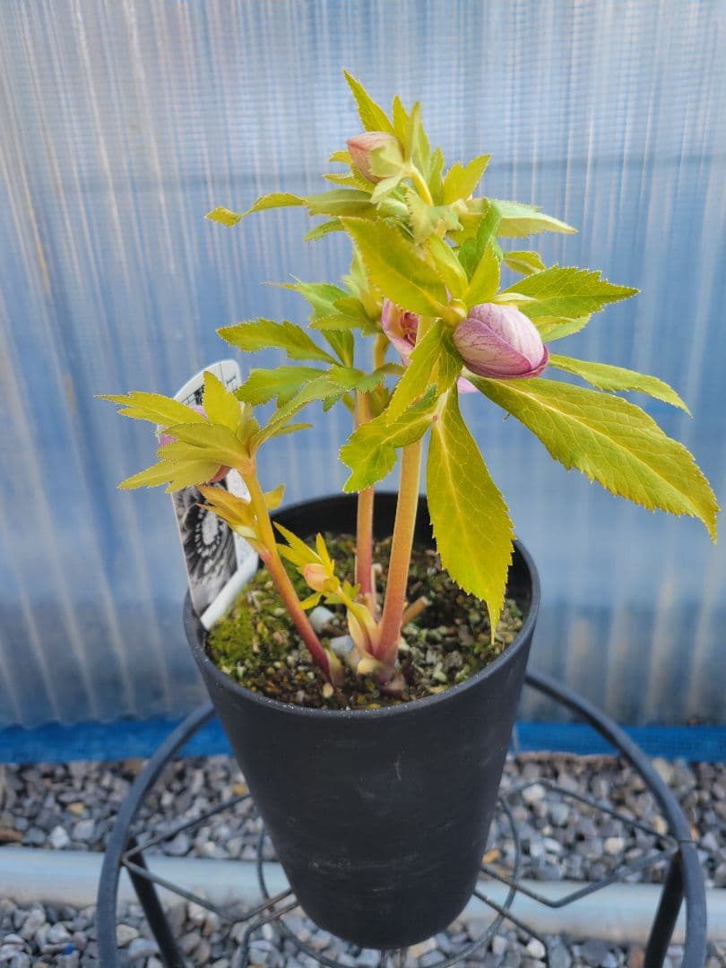 広瀬園芸　クリスマスローズ