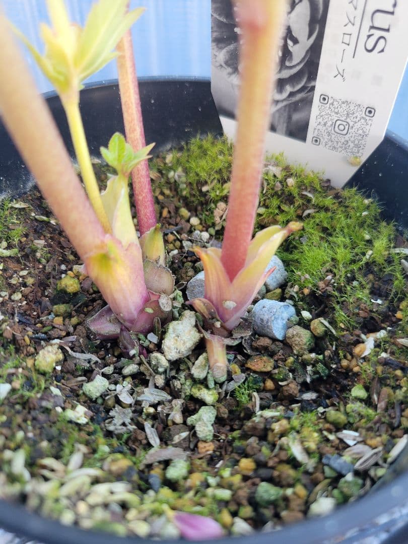 広瀬園芸　クリスマスローズ