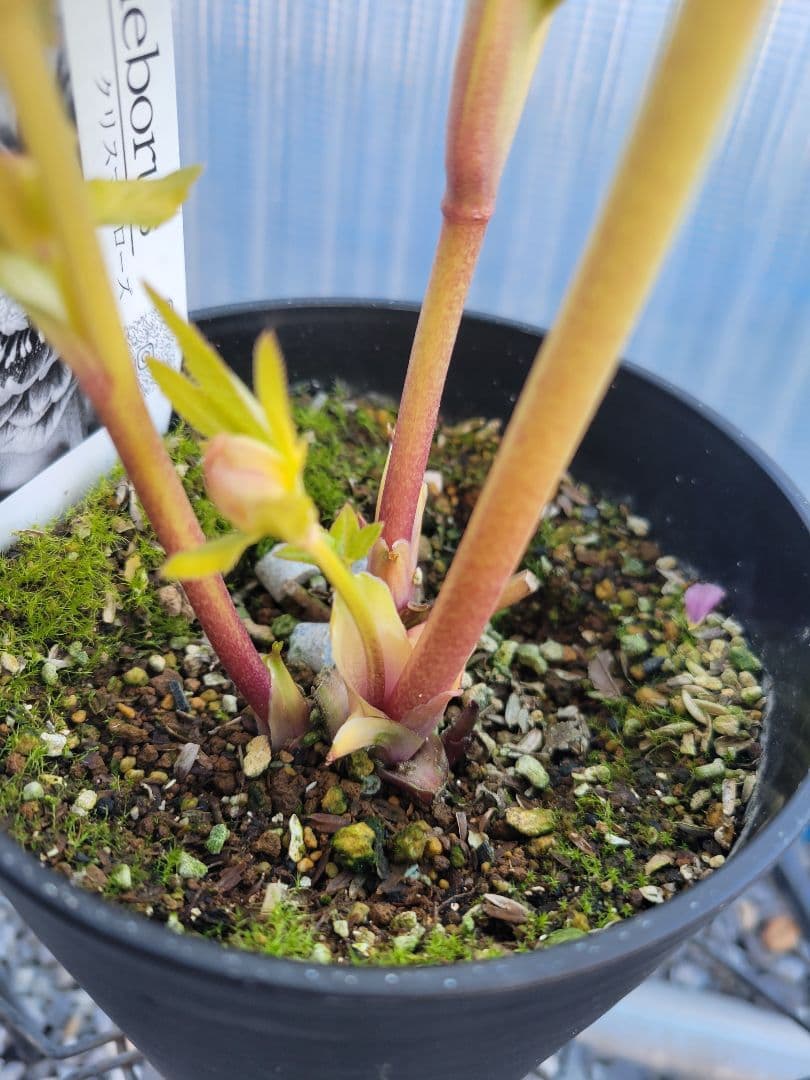 広瀬園芸　クリスマスローズ