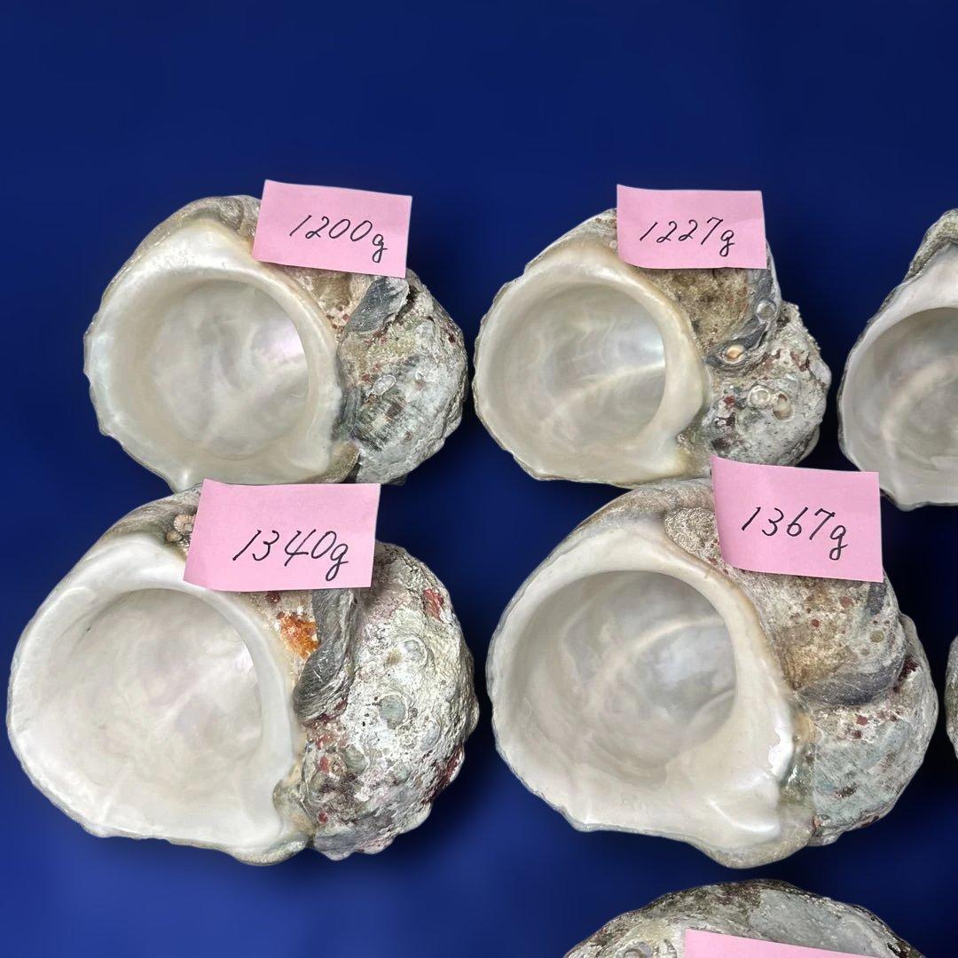 特大夜光貝　ヤコウ貝　まとめ売り　10 個　13、5kg アクセサリー　ルアー