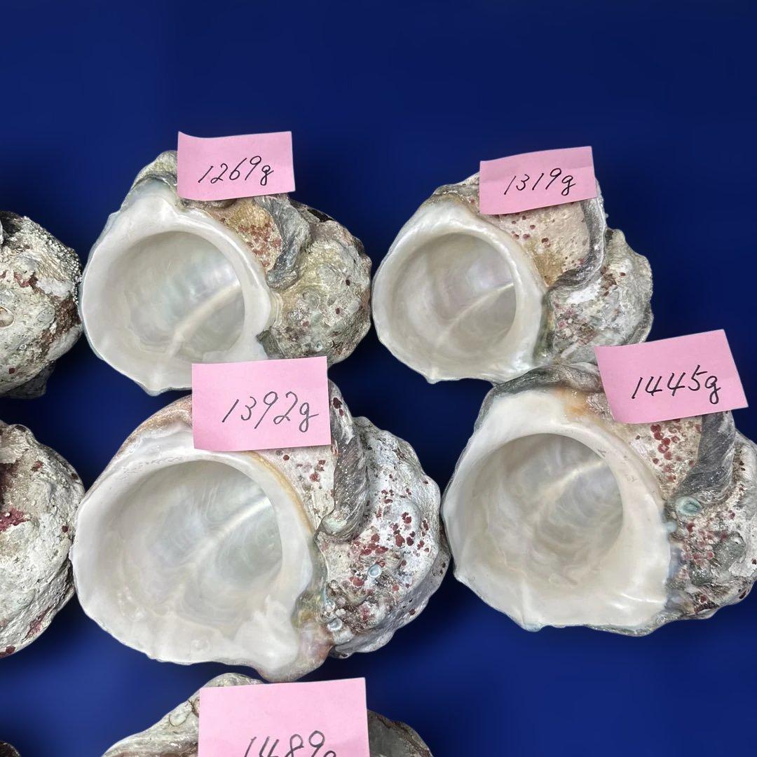 特大夜光貝　ヤコウ貝　まとめ売り　10 個　13、5kg アクセサリー　ルアー
