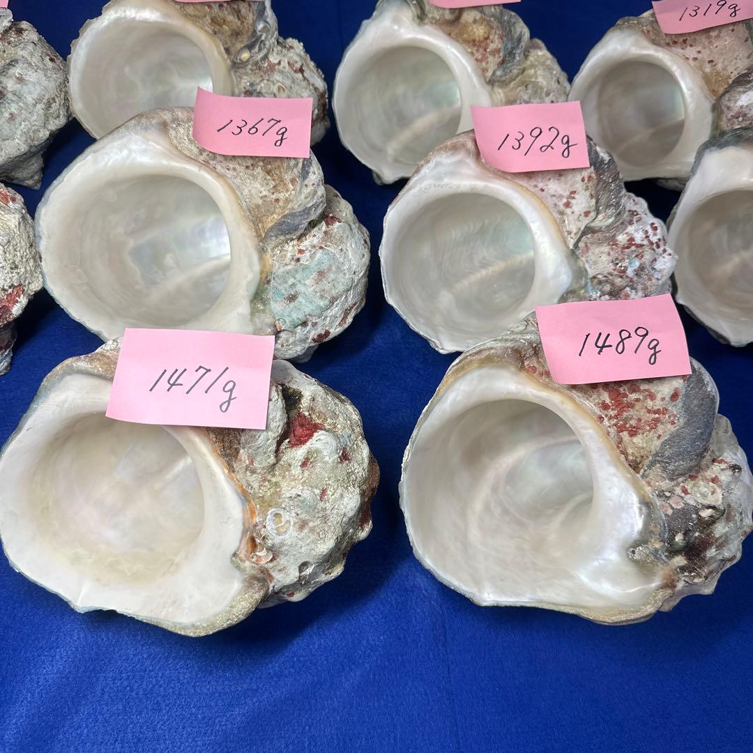 特大夜光貝　ヤコウ貝　まとめ売り　10 個　13、5kg アクセサリー　ルアー