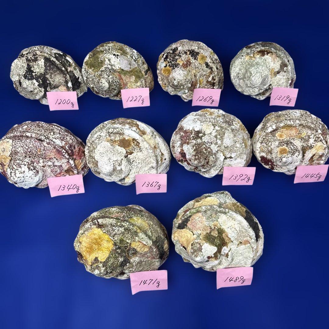 特大夜光貝　ヤコウ貝　まとめ売り　10 個　13、5kg アクセサリー　ルアー