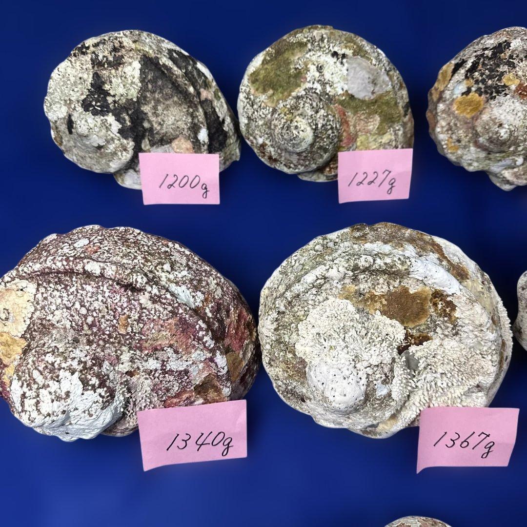 特大夜光貝　ヤコウ貝　まとめ売り　10 個　13、5kg アクセサリー　ルアー