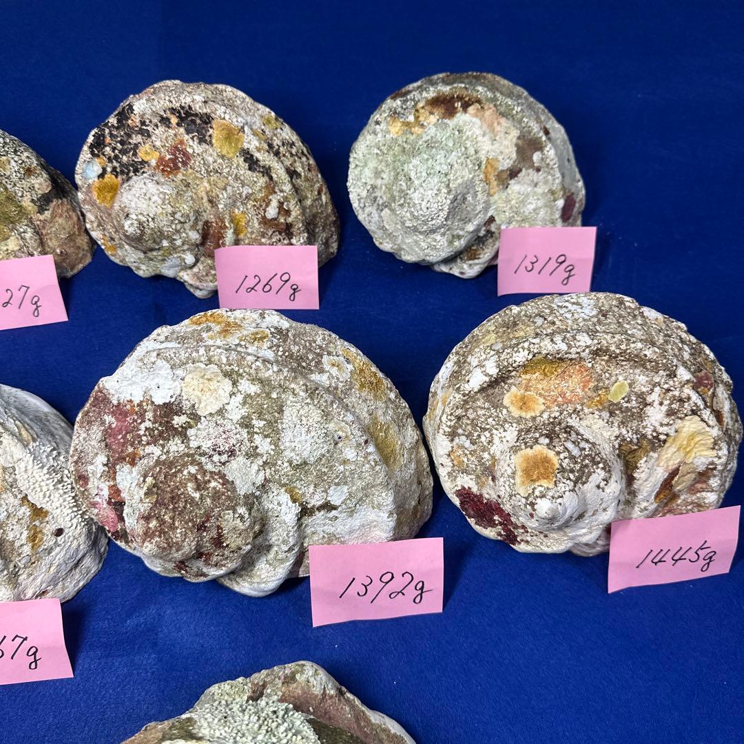 特大夜光貝　ヤコウ貝　まとめ売り　10 個　13、5kg アクセサリー　ルアー