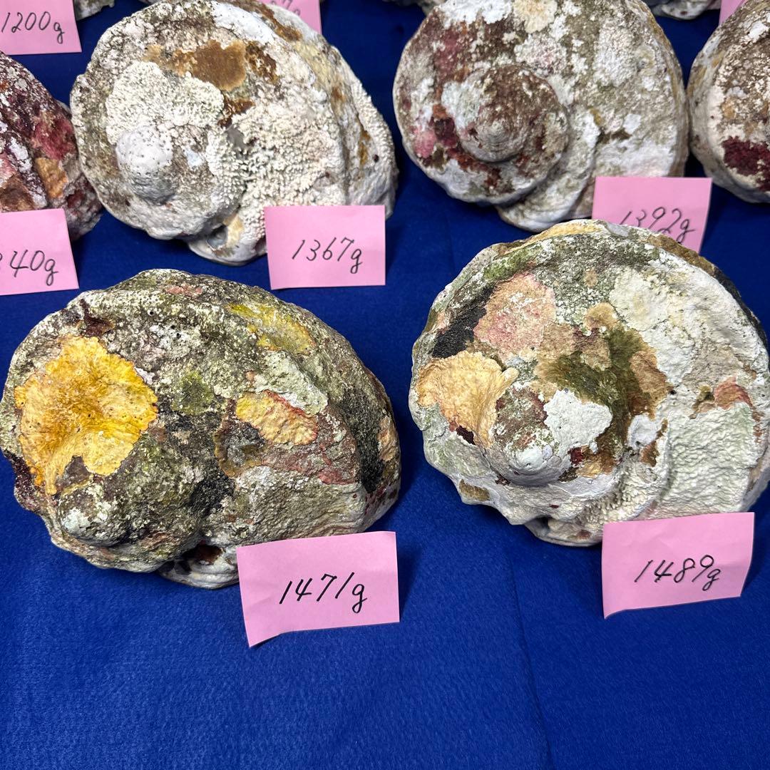 特大夜光貝　ヤコウ貝　まとめ売り　10 個　13、5kg アクセサリー　ルアー