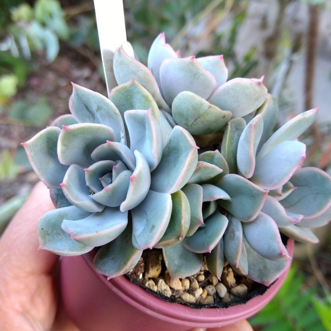 おらいさん 青札✡️デレッセーナ×ざわわ✡️もりっと5頭 多肉 抜苗 ザワワ交配