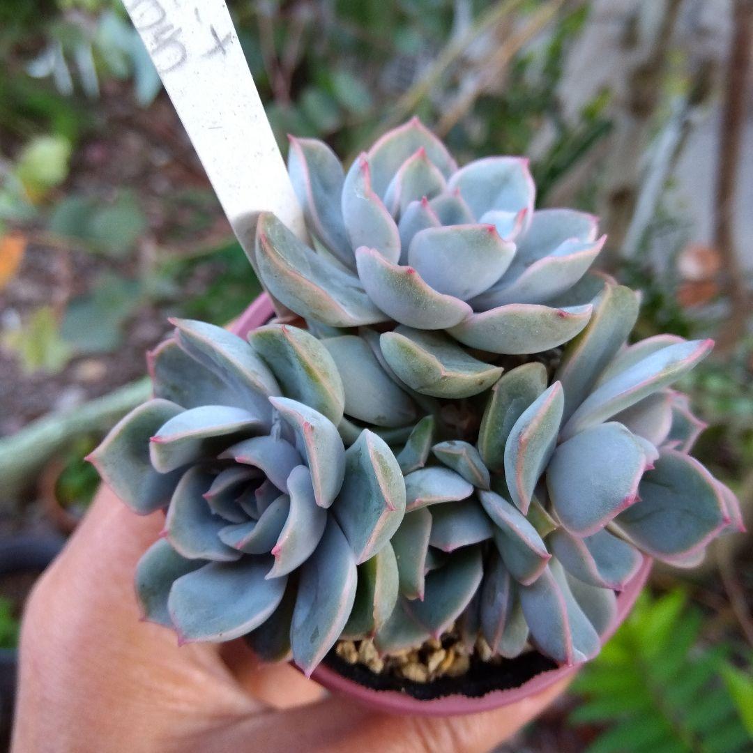 おらいさん 青札✡️デレッセーナ×ざわわ✡️もりっと5頭 多肉 抜苗 ザワワ交配