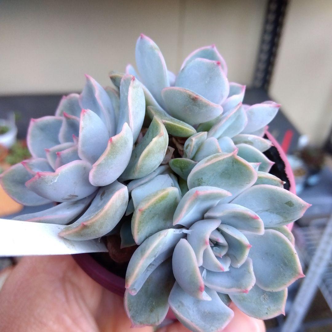 おらいさん 青札✡️デレッセーナ×ざわわ✡️もりっと5頭 多肉 抜苗 ザワワ交配