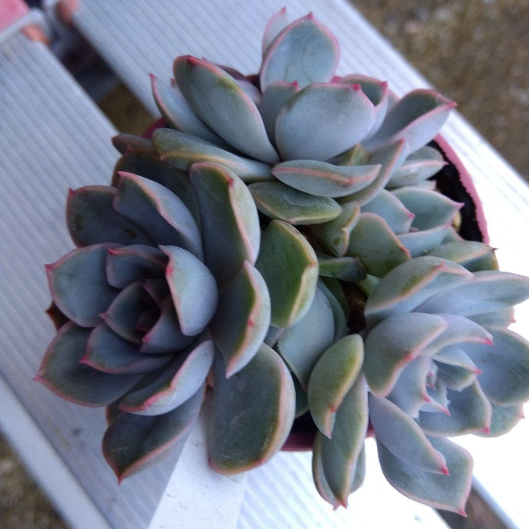 おらいさん 青札✡️デレッセーナ×ざわわ✡️もりっと5頭 多肉 抜苗 ザワワ交配