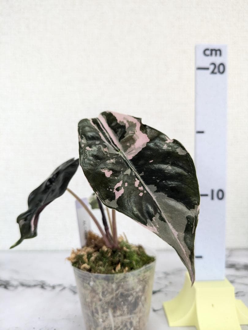 【レア】アロカシア　シャントリエリ　斑入り