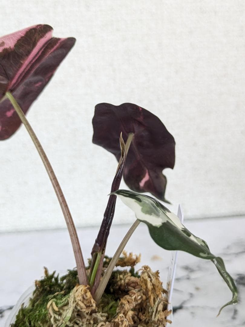 【レア】アロカシア　シャントリエリ　斑入り