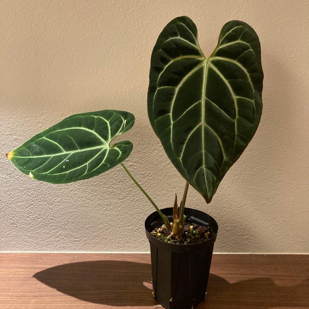 アンスリウム　besseae aff