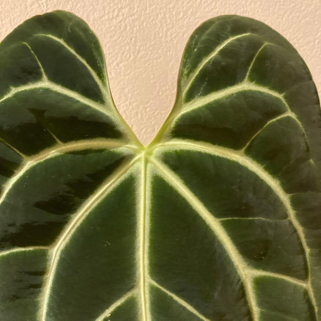 アンスリウム　besseae aff