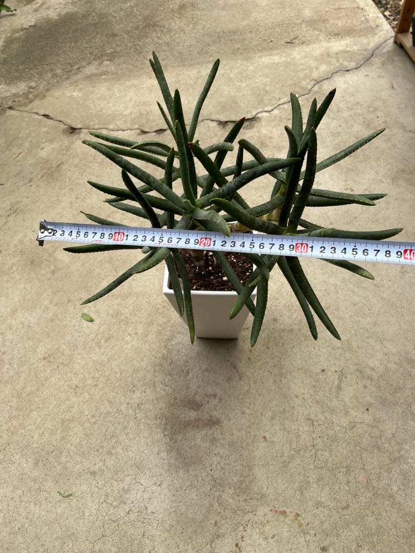 アロエ　ラモシシマ　5分頭