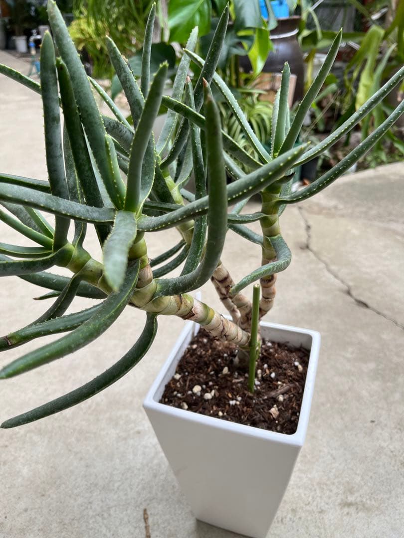 アロエ　ラモシシマ　5分頭