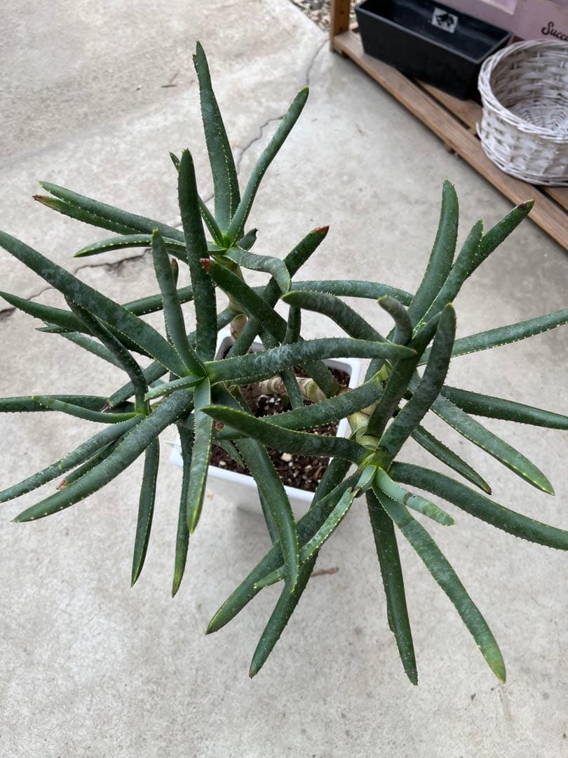 アロエ　ラモシシマ　5分頭